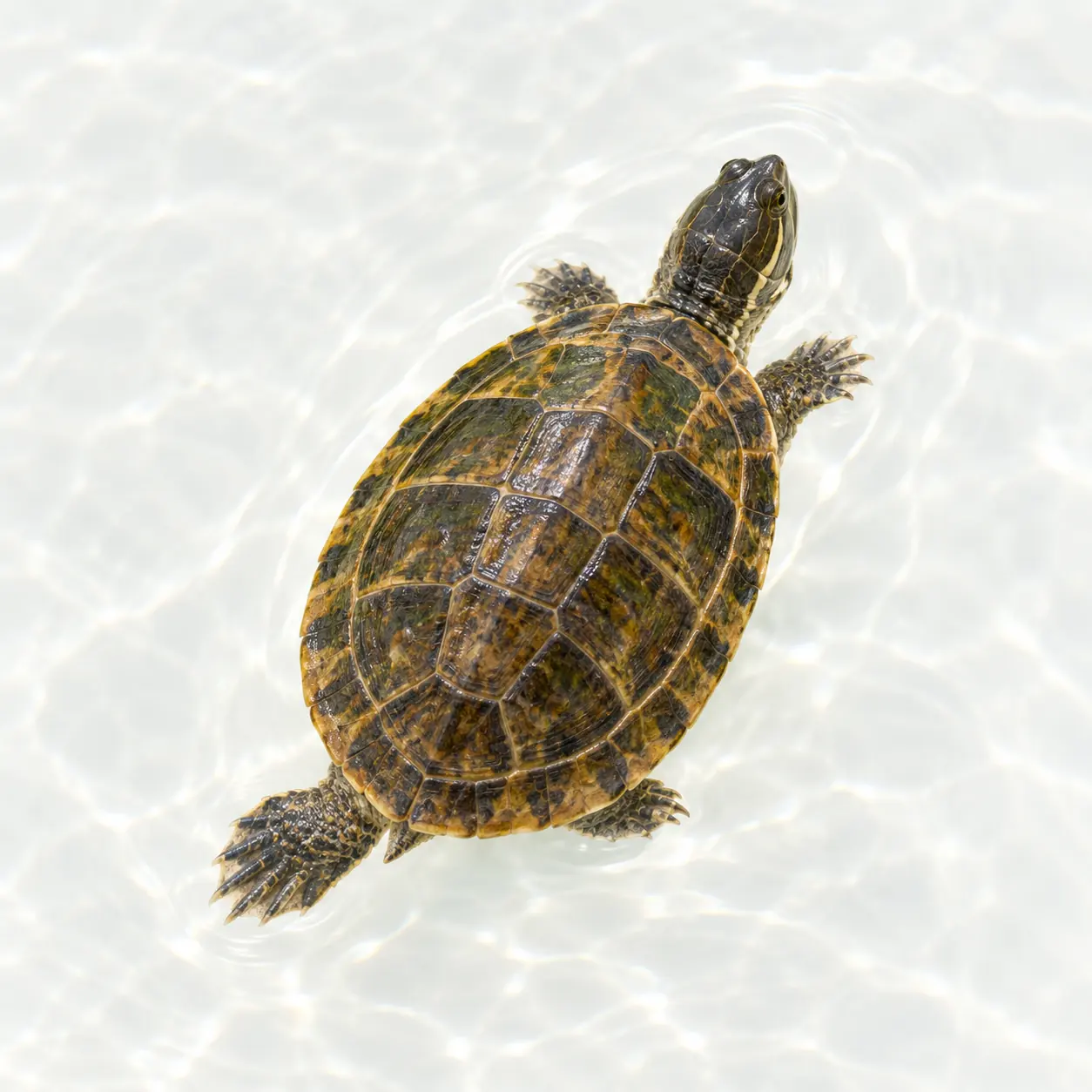 Terrapin beside the water