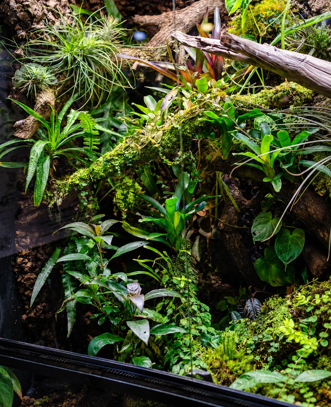 Planted vivarium with moss, branches and layered foliage